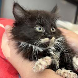Shelter Stray Male Cat last seen Near E Del Rio Street, SALT LAKE CITY, UT, 84117, Taylorsville, UT 84123