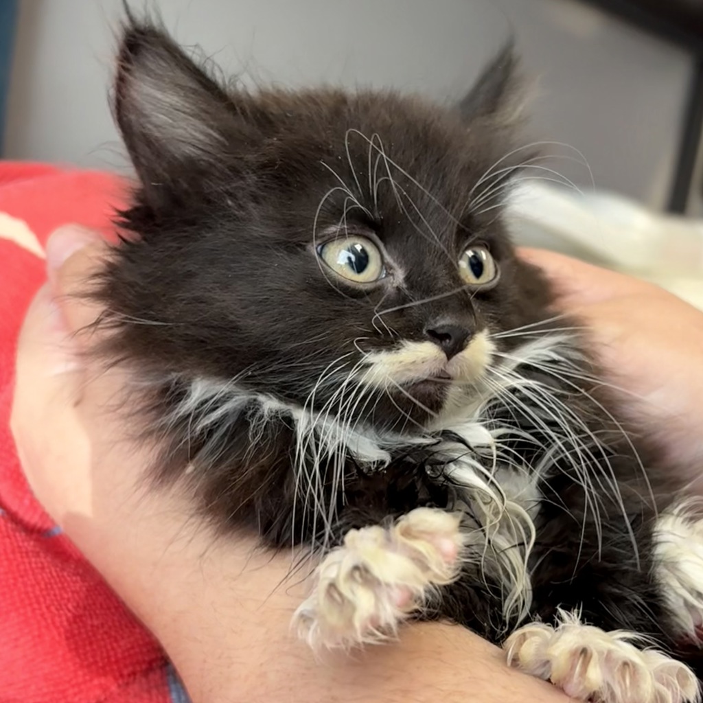 Shelter Stray Male Cat last seen Near E Del Rio Street, SALT LAKE CITY, UT, 84117, Taylorsville, UT 84123