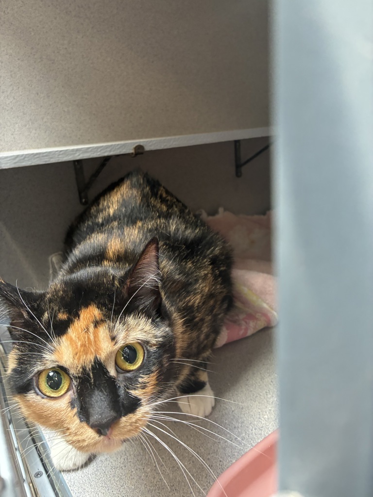 Shelter Stray Unknown Cat last seen Near W District Edge Way, MURRAY CITY, UT, 84107, Taylorsville, UT 84123