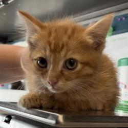 Shelter Stray Male Cat last seen Near E Del Rio Street, SALT LAKE CITY, UT, 84117, Taylorsville, UT 84123