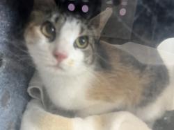 Shelter Stray Female Cat last seen Near S 790 W, Bluffdale, UT, 84065, Taylorsville, UT 84123