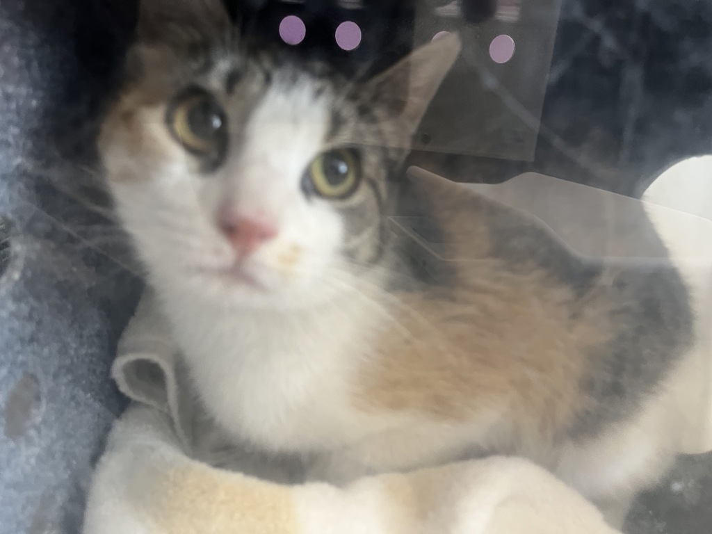 Shelter Stray Female Cat last seen Near S 790 W, Bluffdale, UT, 84065, Taylorsville, UT 84123