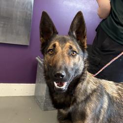 Shelter Stray Male Dog last seen Near W Thoreau Drive, Magna Township, UT, 84044, Taylorsville, UT 84123
