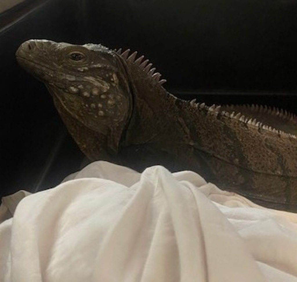 Shelter Stray Unknown Reptile last seen Santee, CA, 92071, San Diego, CA 92110
