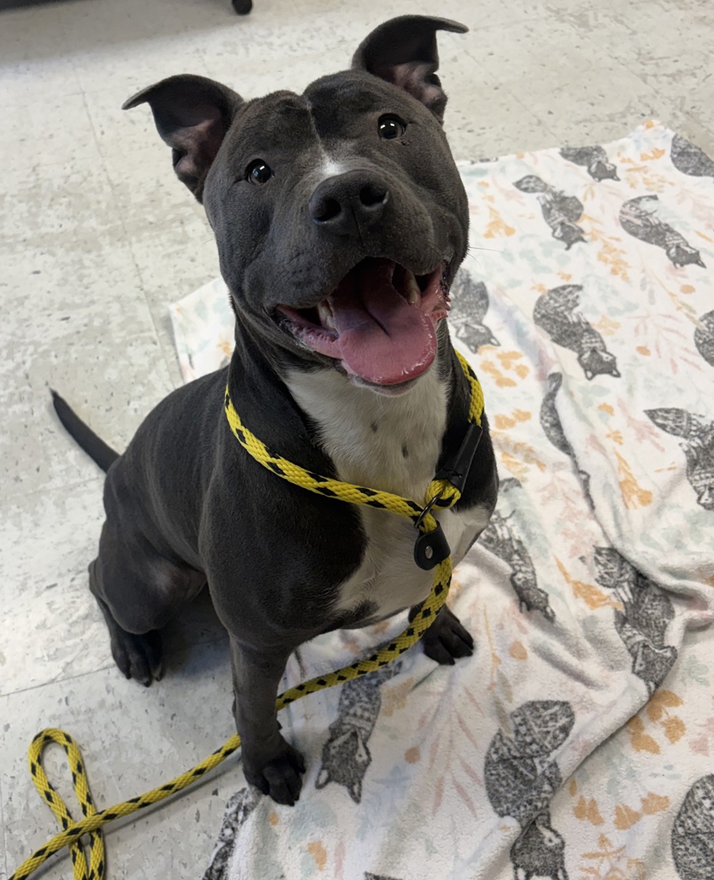 Shelter Stray Male Dog last seen UT, 511 W 3900 S, Salt Lake City, UT 84123, USA