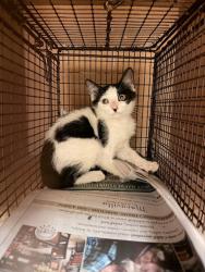 Shelter Stray Unknown Cat last seen Near Killingsworth Lane, PFLUGERVILLE, TX, 78660, Austin, TX 78702