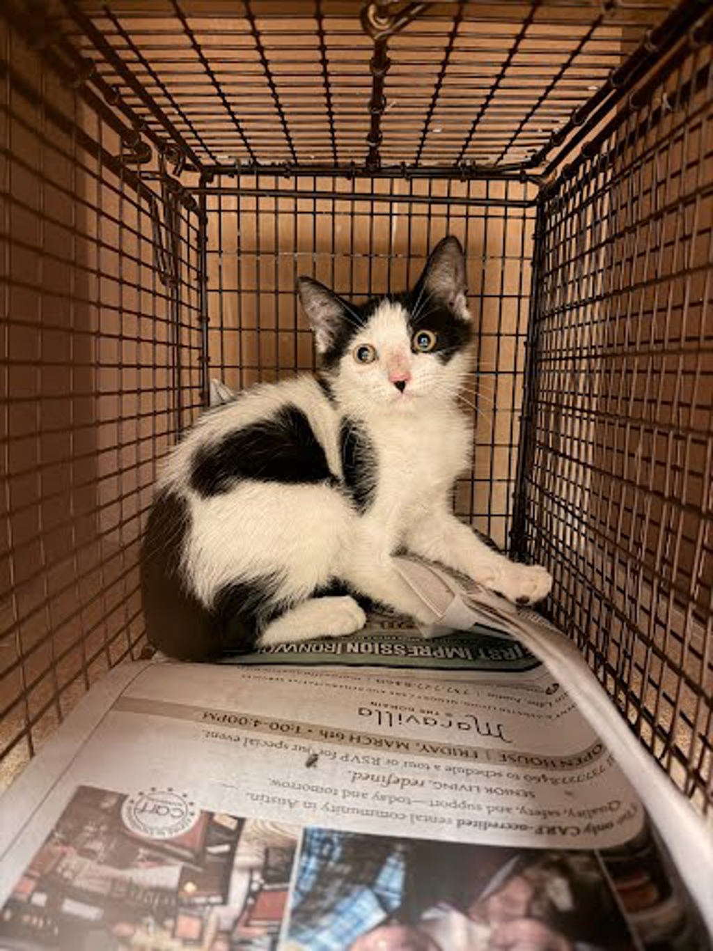 Shelter Stray Unknown Cat last seen Near Killingsworth Lane, PFLUGERVILLE, TX, 78660, Austin, TX 78702