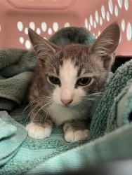Shelter Stray Male Cat last seen Near Ridgepoint Drive, AUSTIN, TX, 78754, Austin, TX 78702