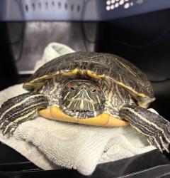Shelter Stray Female Reptile last seen Burnet drive, Escondido, CA, 92027, Escondido, CA 92027