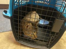 Shelter Stray Male Cat last seen Apt 1401,2250 Ridgepoint Drive, AUSTIN, TX, 78754, Austin, TX 78702