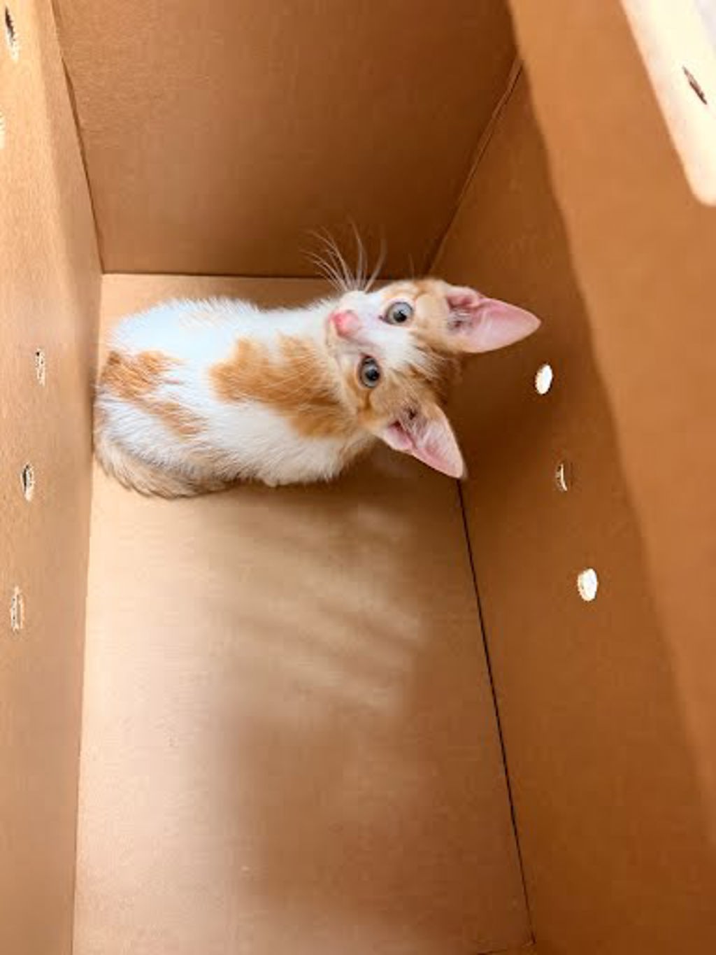 Shelter Stray Male Cat last seen Apt B,5513 Buffalo Pass, AUSTIN, TX, 78745, Austin, TX 78702