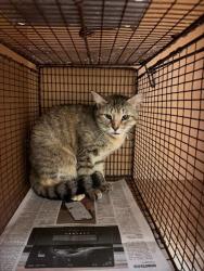 Shelter Stray Female Cat last seen Near Estes Avenue, AUSTIN, TX, 78721, Austin, TX 78702
