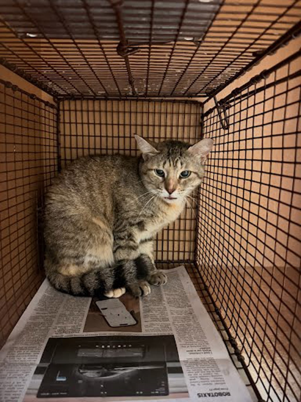 Shelter Stray Female Cat last seen Near Estes Avenue, AUSTIN, TX, 78721, Austin, TX 78702
