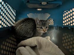 Shelter Stray Female Cat last seen Found in Mission Bay near the Do not release Sensitive Sea Bird Habitat, San Diego, CA, 92109, San Diego, CA 92110