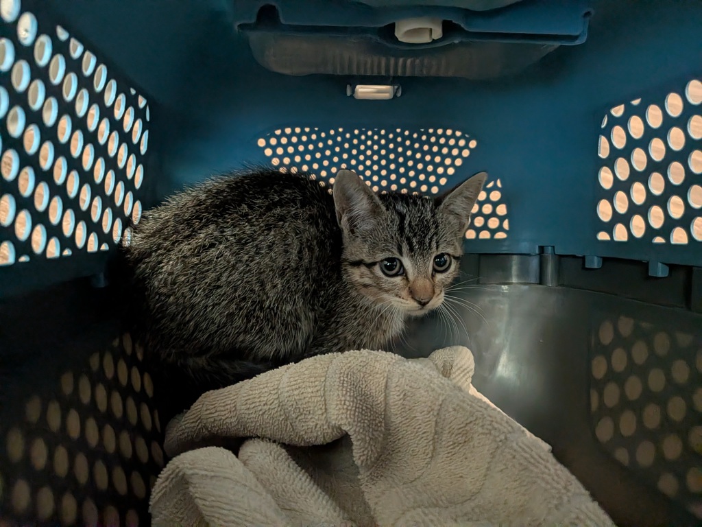 Shelter Stray Female Cat last seen Found in Mission Bay near the Do not release Sensitive Sea Bird Habitat, San Diego, CA, 92109, San Diego, CA 92110
