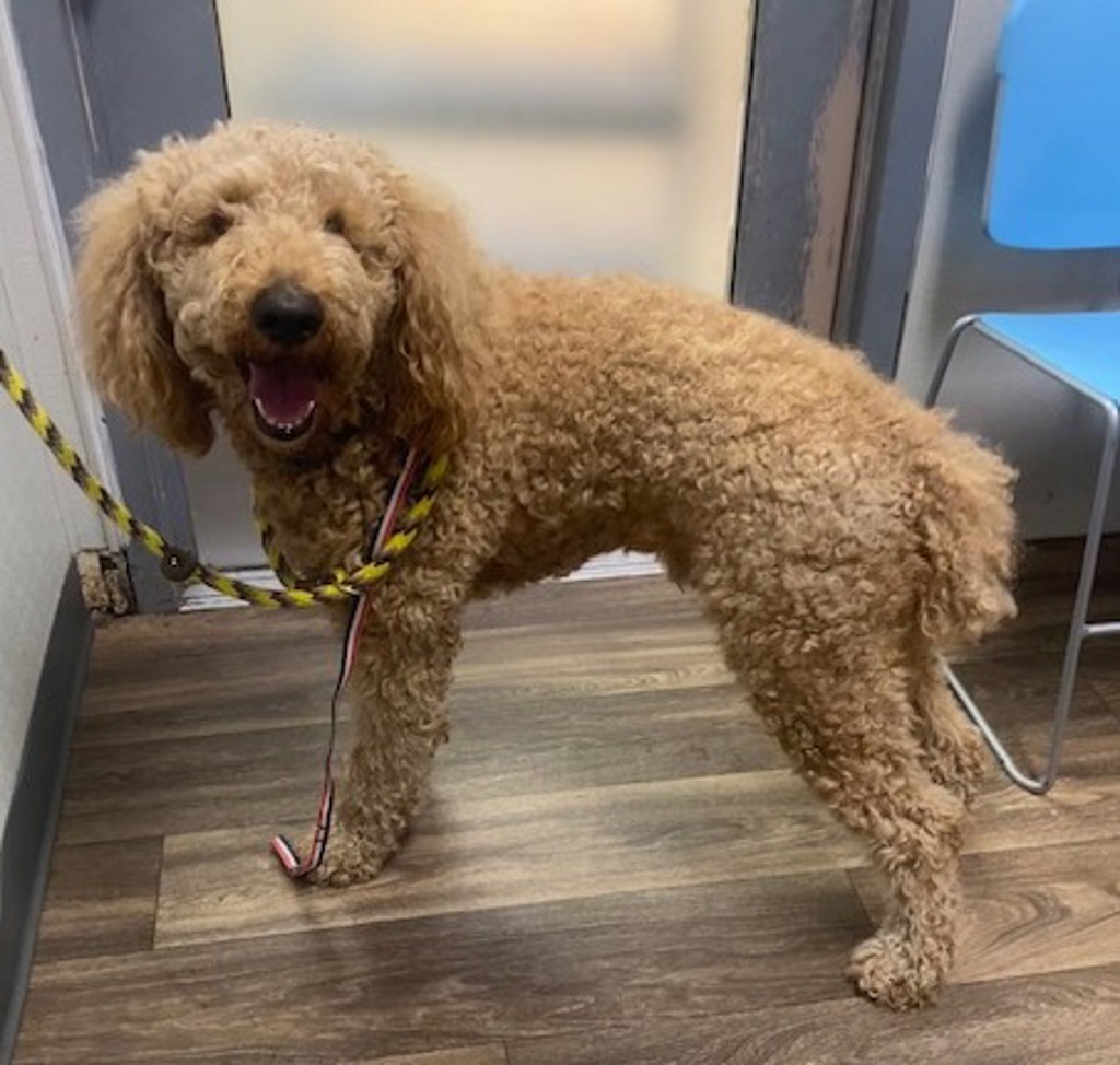 Shelter Stray Male Dog last seen El Prado, San Diego, CA, 92101, San Diego, CA 92110