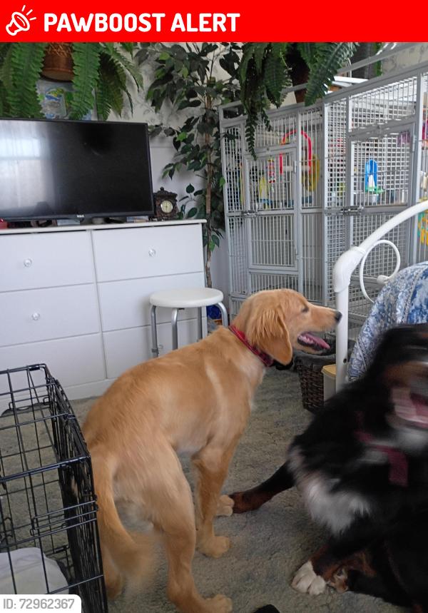 Lost Male Dog last seen Gypsy ridge road, campbellsburg in , Madison Township, IN 47108