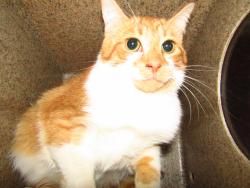 Shelter Stray Unknown Cat last seen NC, Raleigh, NC 27610