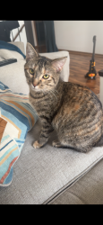 Lost Female Cat last seen Valleyhigh Dr NW & 19th St NW Kitty corner to Lourdes, Rochester, MN 55901