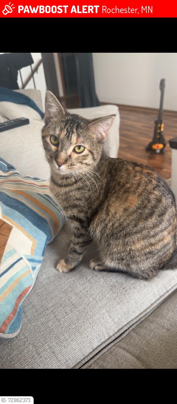 Lost Female Cat last seen Valleyhigh Dr NW & 19th St NW Kitty corner to Lourdes, Rochester, MN 55901