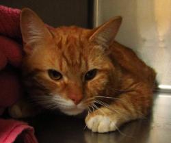 Shelter Stray Male Cat last seen Scarlet Green Court, GARNER, NC, 27529, Raleigh, NC 27610