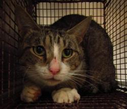 Shelter Stray Male Cat last seen NC, Raleigh, NC 27610