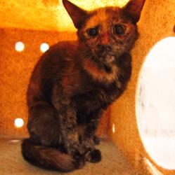 Shelter Stray Unknown Cat last seen Breadfruit Court, RALEIGH, NC, 27616, Raleigh, NC 27610