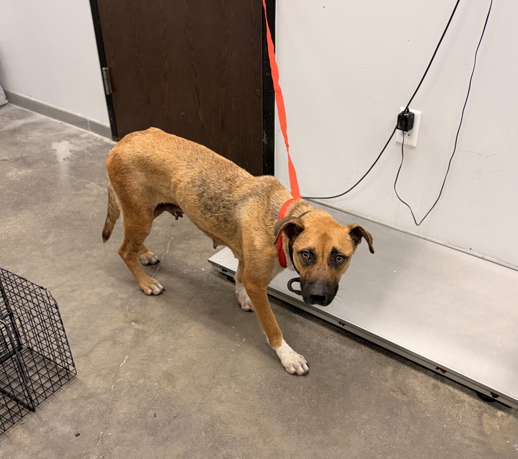 Shelter Stray Female Dog last seen Lajeunie Road, CARENCRO, LA, 70520, 410 Dugas Rd, Lafayette, LA 70507, USA