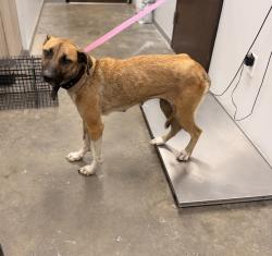 Shelter Stray Female Dog last seen Lajeunie Road, CARENCRO, LA, 70520, 410 Dugas Rd, Lafayette, LA 70507, USA