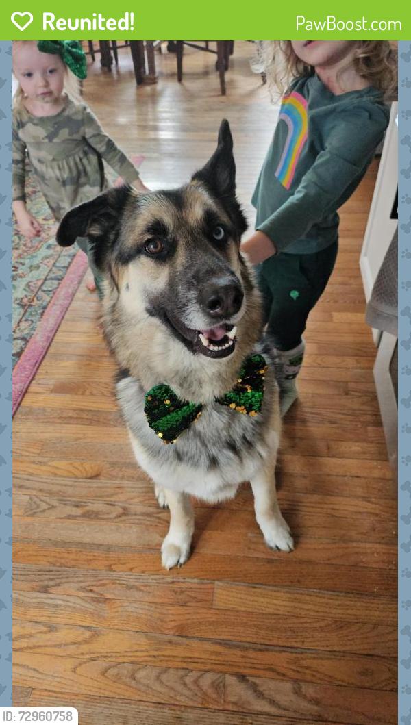 Reunited Male Dog last seen Hornberger lane, St marks church rd, Perryville, MD 21903