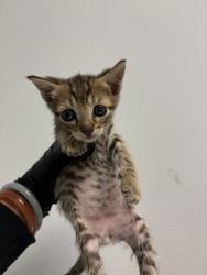 Shelter Stray Male Cat last seen Near Manomet Street, San Diego, CA, 92113, San Diego, CA 92110