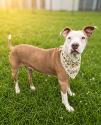 Shelter Stray Female Dog last seen Near Zothique Road, MILTON, LA, 70558, Lafayette, LA 70507