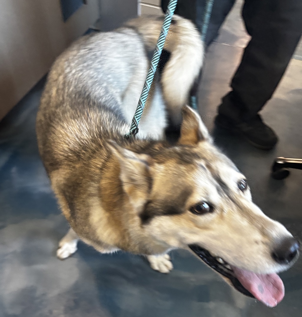 Shelter Stray Female Dog last seen Near N Tasmania Street, PONTIAC, MI, 48342, Pontiac, MI 48341