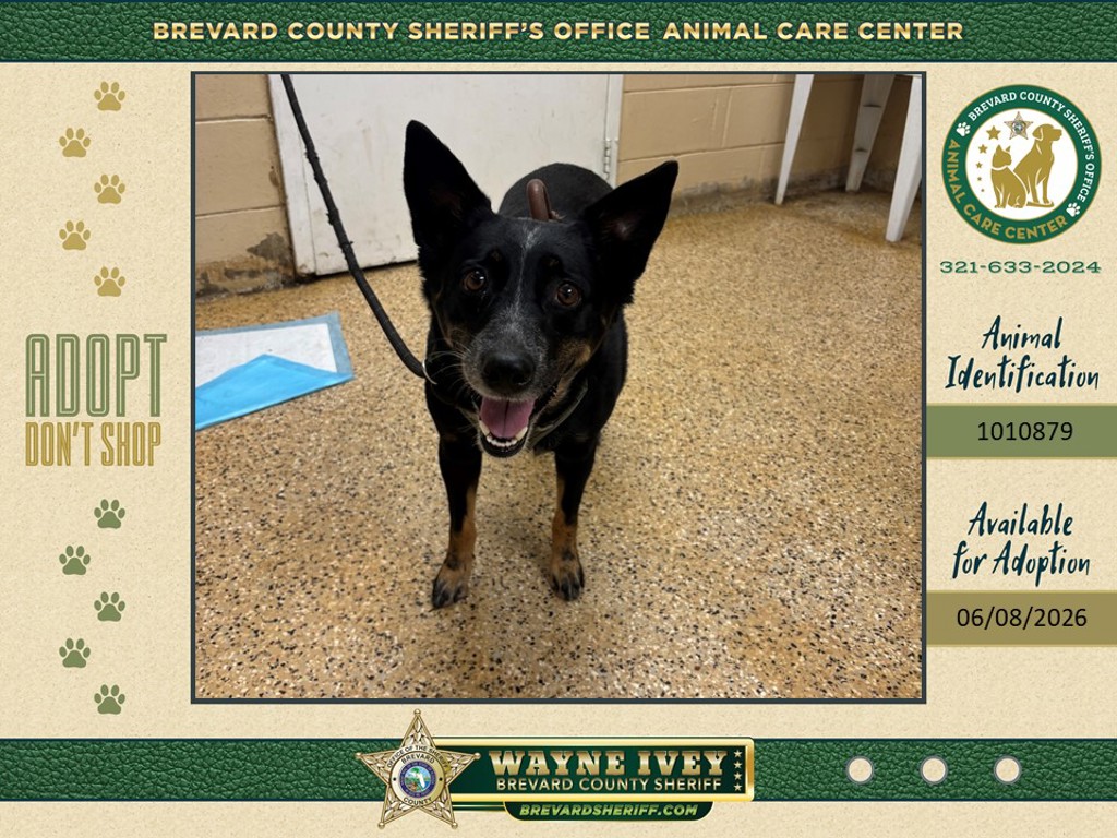 Shelter Stray Female Dog last seen FL, Melbourne, FL 32934