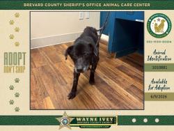 Shelter Stray Female Dog last seen Aroura Road, MELBOURNE, FL, 32935, Melbourne, FL 32934