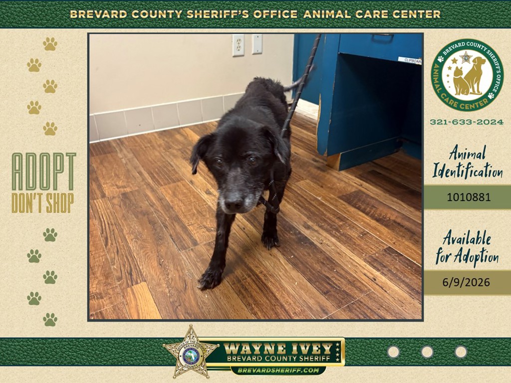 Shelter Stray Female Dog last seen Aroura Road, MELBOURNE, FL, 32935, Melbourne, FL 32934