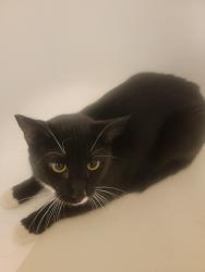 Lost Male Cat last seen Moberg and Kavella, Westerville, OH 43081