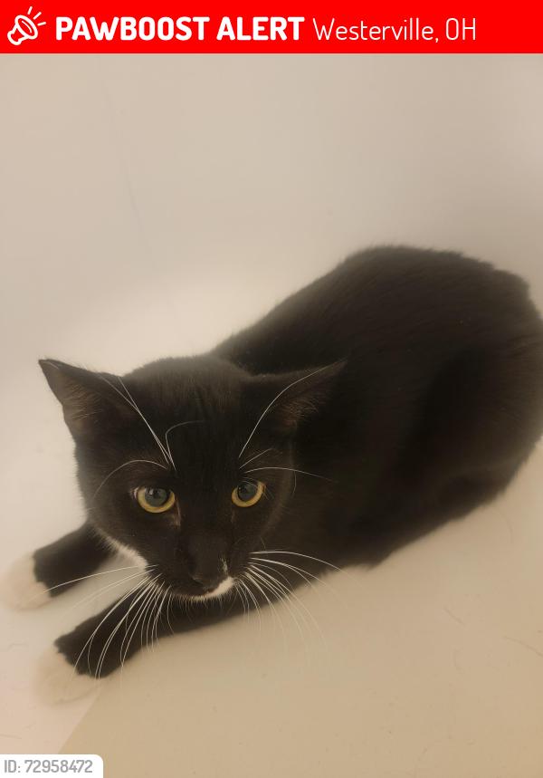 Lost Male Cat last seen Moberg and Kavella, Westerville, OH 43081