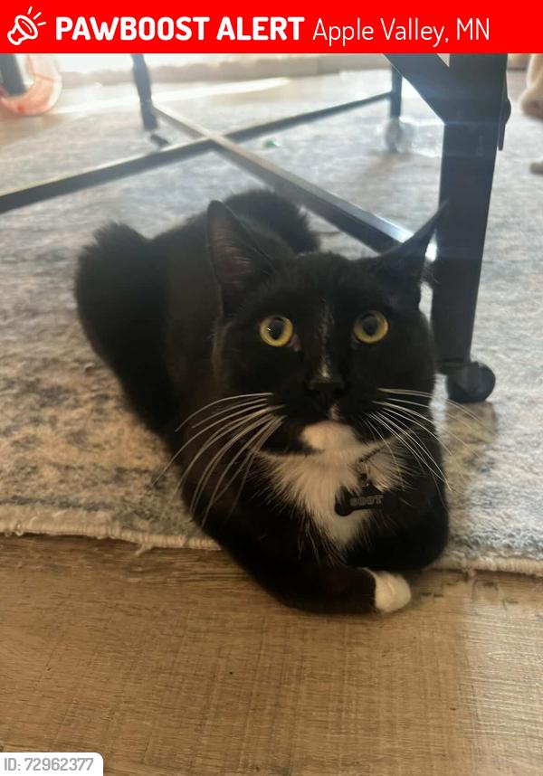 Lost Male Cat last seen 127th street west and cedar Avenue, Apple Valley, MN 55124