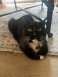 Lost Male Cat last seen 127th street west and cedar Avenue, Apple Valley, MN 55124