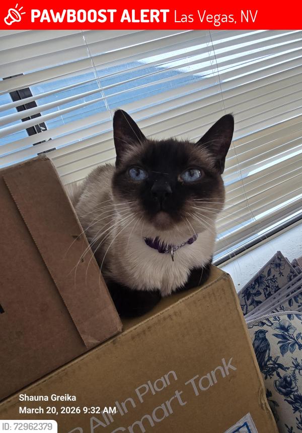 Lost Female Cat last seen Desert Inn and Decatur, Las Vegas, NV 89146