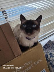 Lost Female Cat last seen Desert Inn and Decatur, Las Vegas, NV 89146