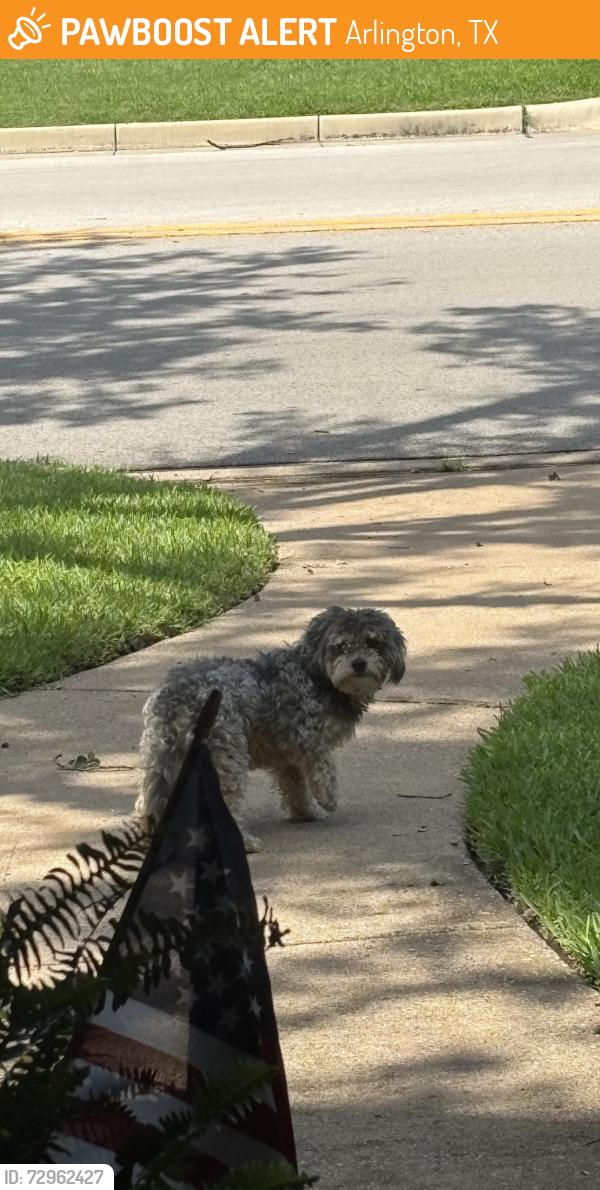 Found/Stray Unknown Dog last seen Bowen Rd & Wimbledon Dr, Arlington, TX 76017