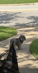 Found/Stray Unknown Dog last seen Bowen Rd & Wimbledon Dr, Arlington, TX 76017