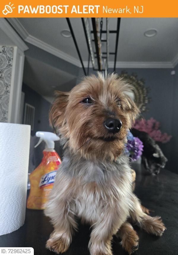 Found/Stray Male Dog last seen Nearest broadway, Newark, NJ 07104