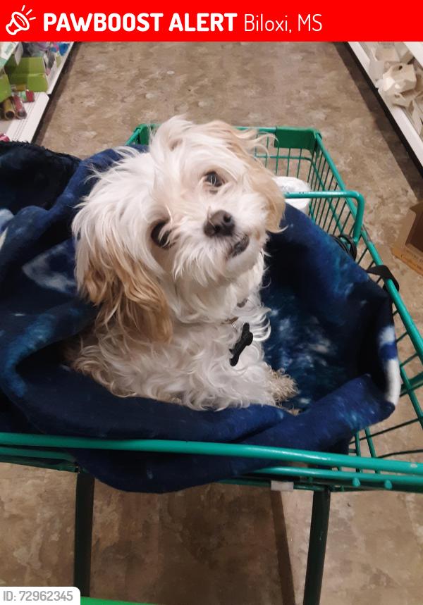 Lost Female Dog last seen Edgewater Mall, Biloxi, MS 39531