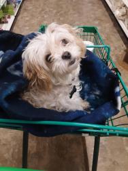 Lost Female Dog last seen Edgewater Mall, Biloxi, MS 39531