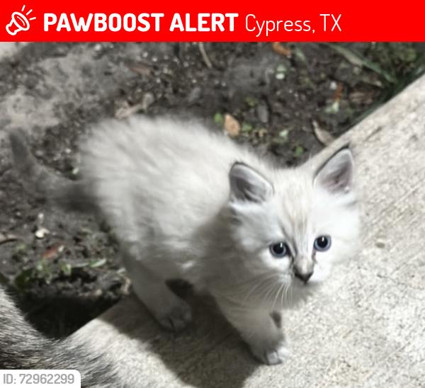Lost Unknown Cat last seen Near Poppy Grove Ln & Cholla Canyon in Youpon Ranch next to pool, Cypress, TX 77433