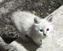 Lost Unknown Cat last seen Near Poppy Grove Ln & Cholla Canyon in Youpon Ranch next to pool, Cypress, TX 77433