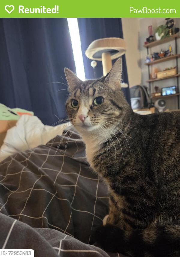 Reunited Female Cat last seen Sibbald crescent , Regina, SK S4T
